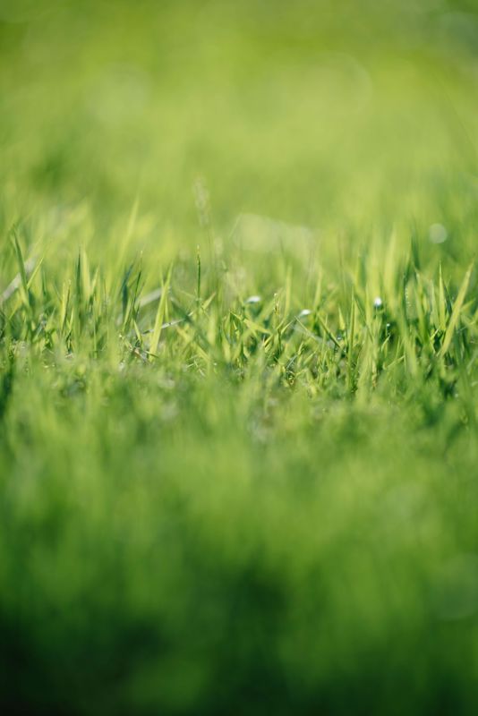 How Green is your grass? Tips for a greener lawn