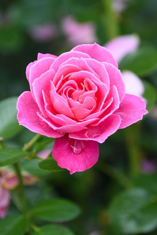 How to Grow Amazing Roses - Part 2