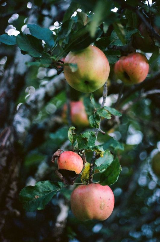 How and When to Plant an Apple Tree - Part 1