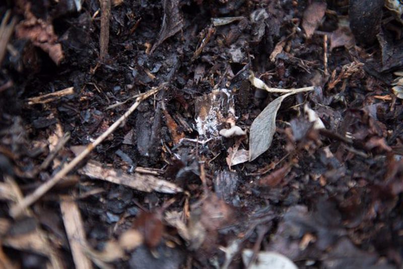 How to use Mulch in your Garden Correctly