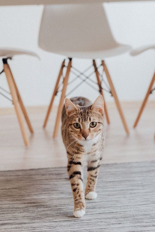 What Is the Best Flooring For Pet Lovers?