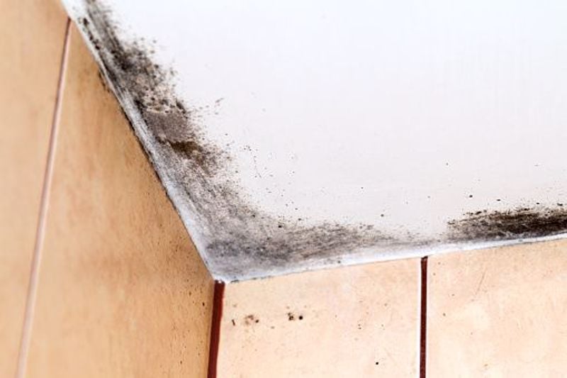 The Joy of Mold and How to Remove it