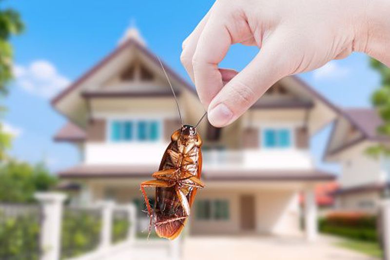 Pests in Your Home