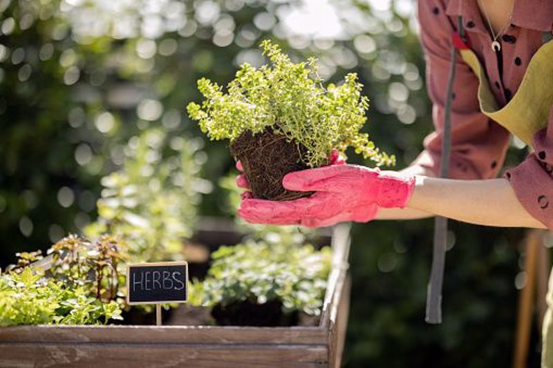 How to Start and Maintain a Herb Garden - part 1
