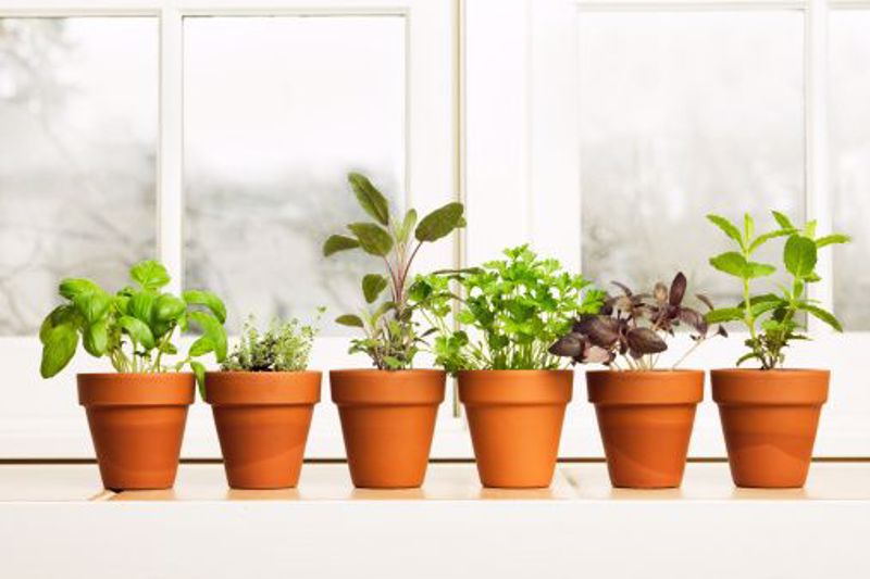 How to Start and Maintain a Herb Garden - part 2
