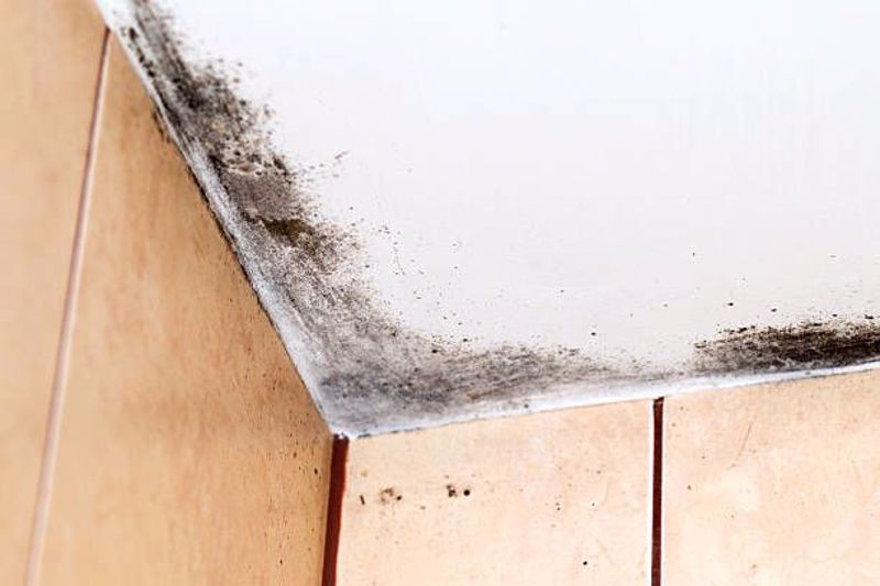 How to Prevent Mold in Your Bathroom