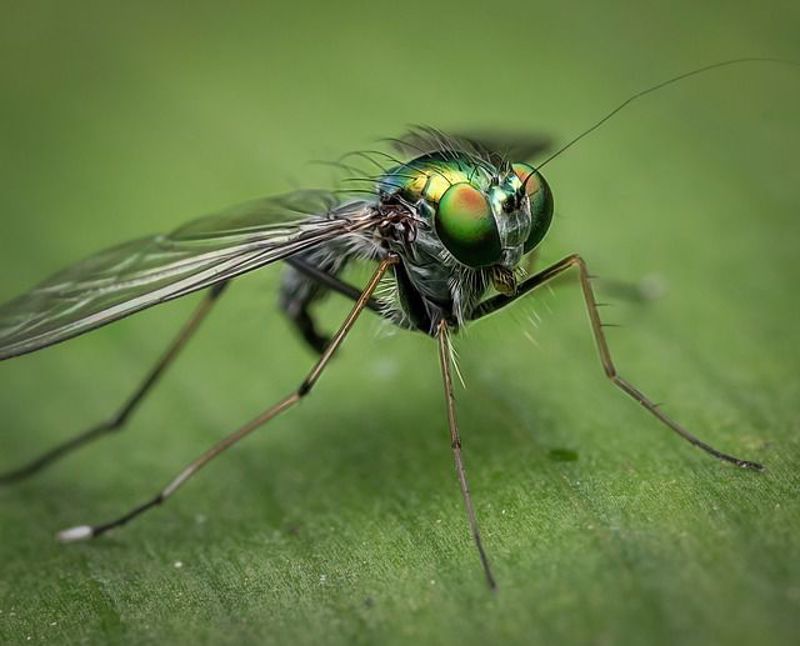 5 Ways to Prevent Mosquitoes and Flies in the Home