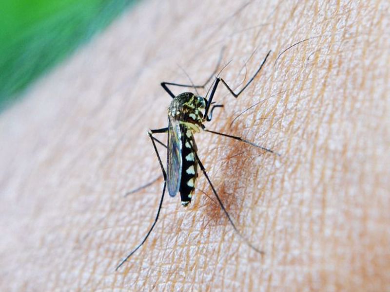 5 Ways to Prevent Mosquitoes and Flies in the Home  - part 2
