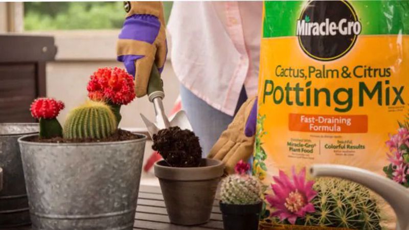 Choosing the Best Potting Soil and Raised Bed Soil: A Comprehensive Guide