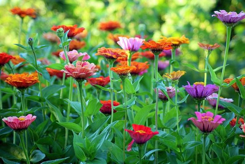 Tips for Creating a Thriving Summer Garden: US Edition